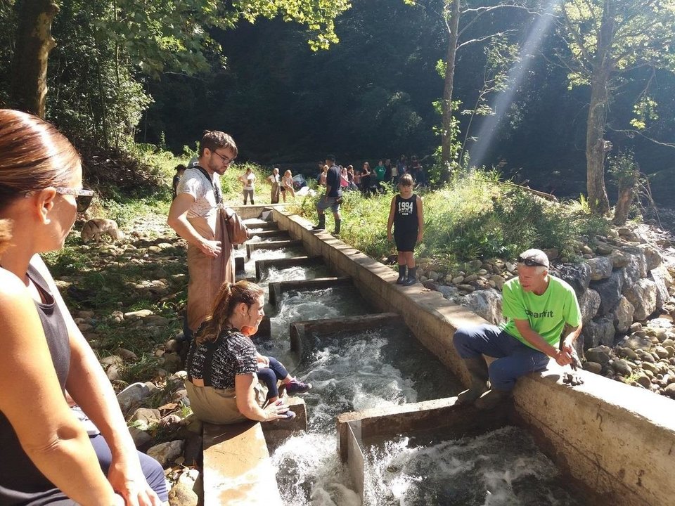 Voluntarios acondicionan la escala para salmones de El Arral, en Liérganes