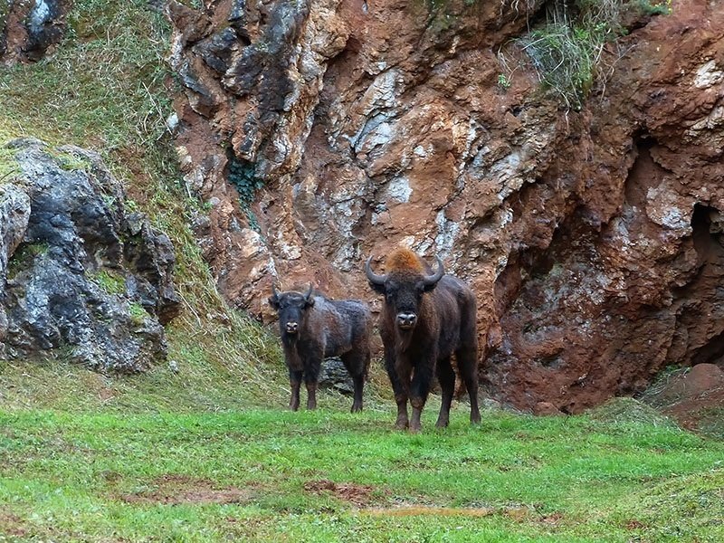 Bisontes del Parque de Cabárceno